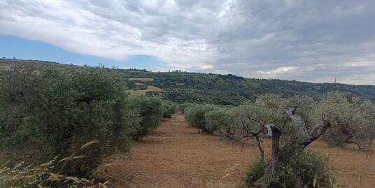 Terreno Agricolo